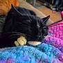cat, sleeping, black_cat, white_paws, blanket, colorful_blanket, furry, cozy, indoor, relaxation, soft_texture, close_up, whiskers, pet, animal, home, furniture, blurred_background, resting, cute