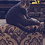 animal, carpet, cat, collectibles, cozy, curious, decor, feline, furniture, gray_cat, home, indoor, living_room, ottoman, patterned_furniture, pet, relaxed, shelf, tv_screen, white_cat