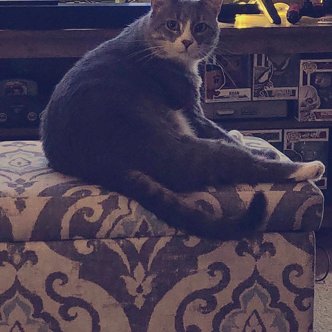 Smokey is registered to the contest to win money with this photo: animal, carpet, cat, collectibles, cozy, curious, decor, feline, furniture, gray_cat, home, indoor, living_room, ottoman, patterned_furniture, pet, relaxed, shelf, tv_screen, white_cat