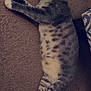 animal, calm, carpet, cat, cute, domestic, feline, fur, indoor, lying_down, mammal, paws, pet, relaxed, resting, side_view, striped, tabby, tail, whiskers