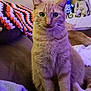 Goose joined the competition — help win amazing prizes! cat, tabby_cat, orange_cat, pet, animal, feline, couch, blanket, stuffed_toy, skeleton_toy, mummy_toy, indoor, living_room, cozy, relaxed, curious, seated, fur, whiskers, green_eyes