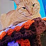 Goose joined the competition — help win amazing prizes! cat, ginger_cat, pet, animal, close_up, indoor, blanket, crocheted_blanket, texture, feline, whiskers, ears, fur, relaxed, resting, home, colorful, soft_focus, portrait, cute