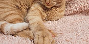 Goose is registered to the contest to win money with this photo: cat, ginger_cat, sleeping, paw, fluffy_blanket, cozy, indoor, pet, feline, relaxation, soft_texture, closeup, cute, resting, whiskers, fur, animal, nap, comfortable, home