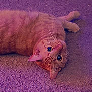 Goose is registered to the contest to win money with this photo: cat, orange_tabby, pet, animal, carpet, lying_down, indoor, whiskers, ears, eyes, fur, cute, curious, closeup, purple_lighting, texture, relaxed, domestic_cat, mammal, feline