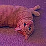 Goose is registered to the contest to win money with this photo: animal, carpet, cat, closeup, curious, cute, domestic_cat, ears, eyes, feline, fur, indoor, lying_down, mammal, orange_tabby, pet, purple_lighting, relaxed, texture, whiskers