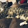 Lexi joined the competition — help win amazing prizes! cat, tabby, feline, pet, indoor, couch, furniture, relaxed, stretching, brown, whiskers, fur, animal, domestic, home, cozy, living_room, cute, four_legs, ears