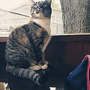 Lexi joined the competition — help win amazing prizes! cat, tabby, white_paws, sitting, looking_up, indoor, window_screen, tree_trunk, reflection, house, furniture, bag, curious, pet, animal, domestic, whiskers, ears, tail, natural_light