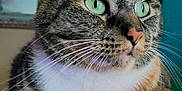 Lexi is registered to the contest to win money with this photo: cat, tabby, close_up, green_eyes, whiskers, fur, pet, domestic_cat, knitted_blanket, orange, brown, white_fur, indoor, resting, portrait, animal, cute, cozy, soft_focus, background_blur