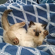 Jellybean joined the competition — help win amazing prizes! animal, blanket, blue_eyes, cat, cozy, cute, domestic_animal, feline, fluffy, fur, indoor, kitten, patterned_blanket, paw, pet, playful, resting, small, soft, young_animal