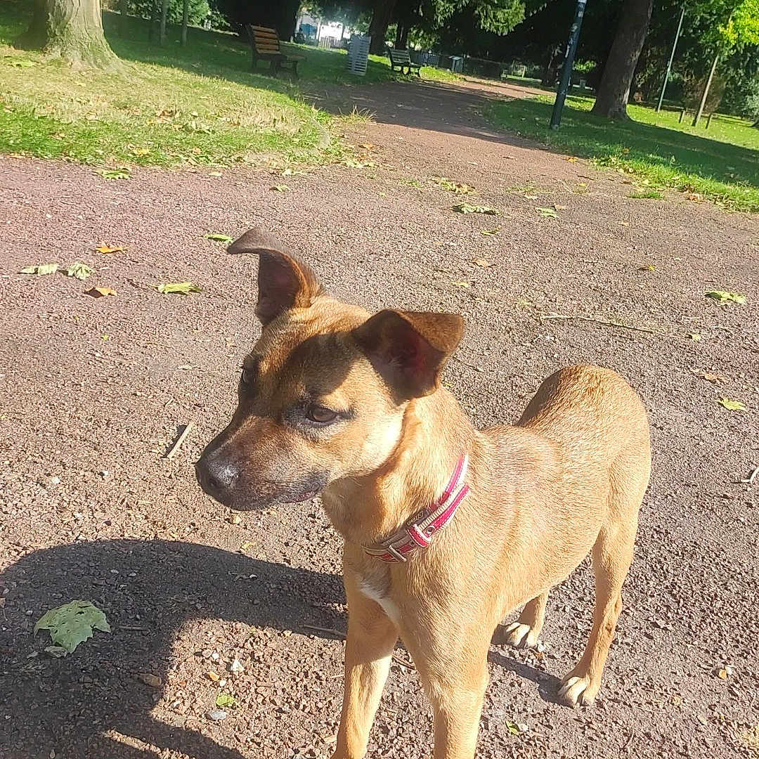 Nala a rejoint le concours — aidez-le/la à gagner de superbes lots ! animal, canine, dog, face, grass, green, grove, head, land, nature, outdoors, park, person, pet, plant, soil, summer, tree, vegetation, woodland