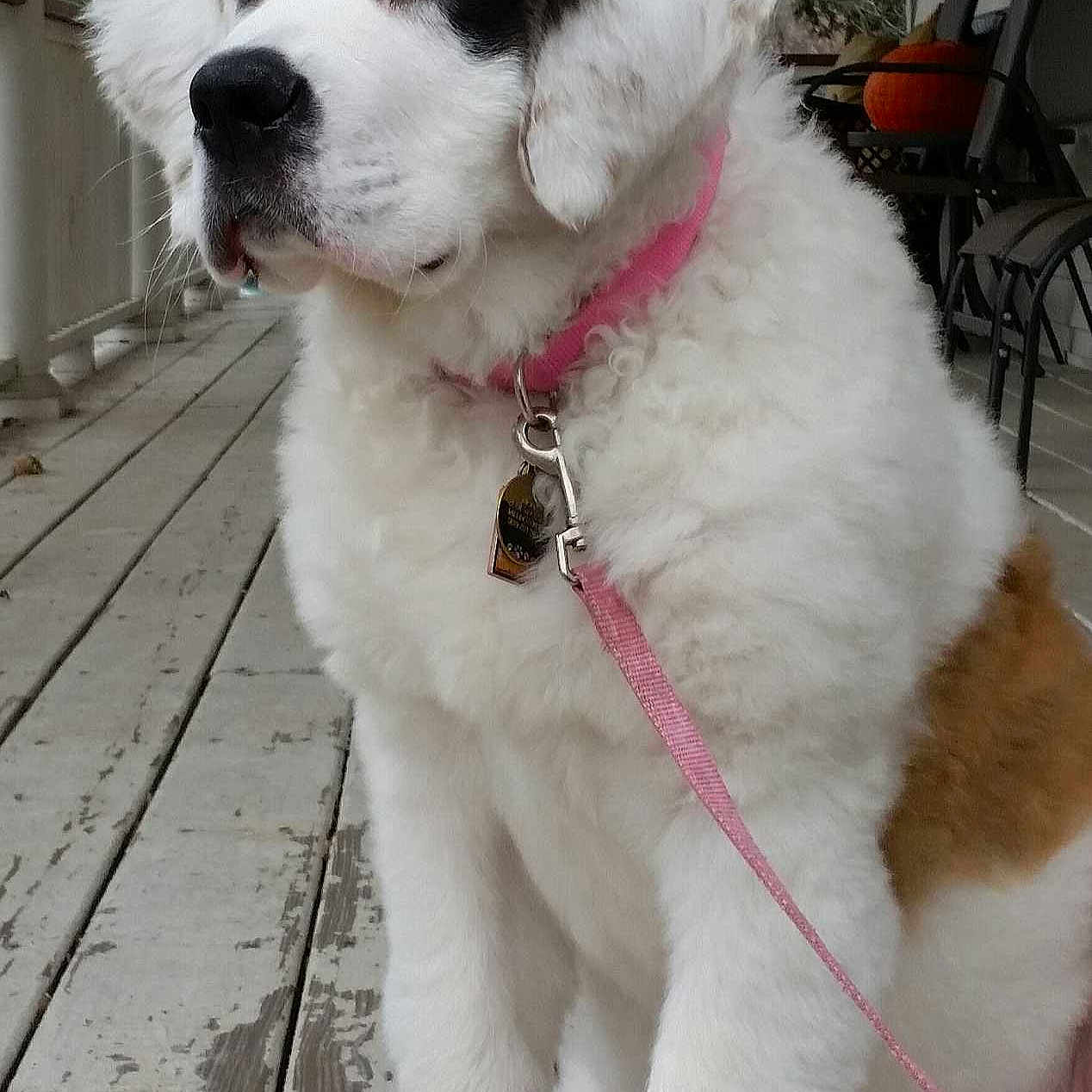 Misha joined the competition — help win amazing prizes!