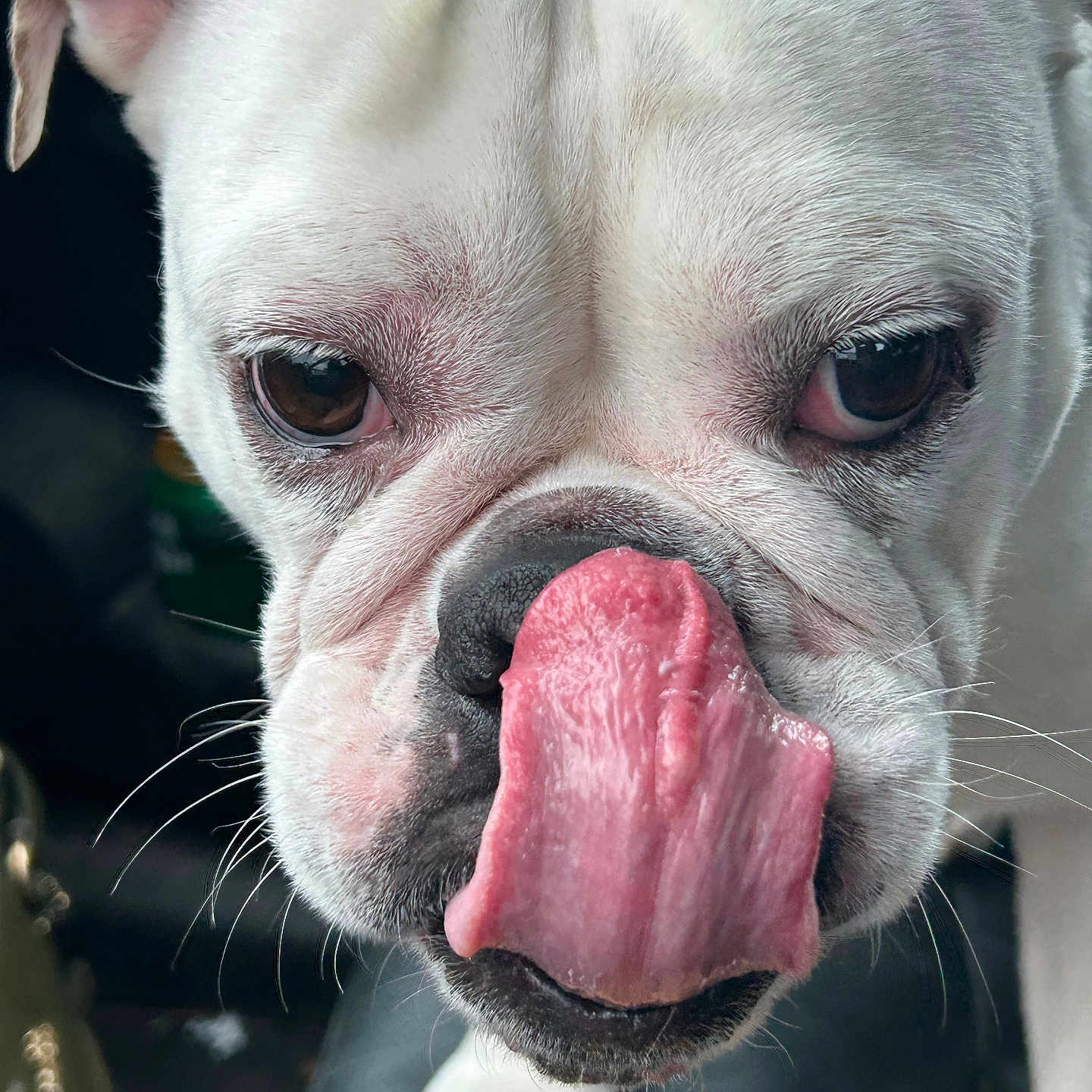 Willow is registered to the contest to win money with this photo: animal, bodypart, boxer, bulldog, canine, dog, frenchbulldog, mouth, person, pet, pitbull, puppy, snout, tongue, whitedog