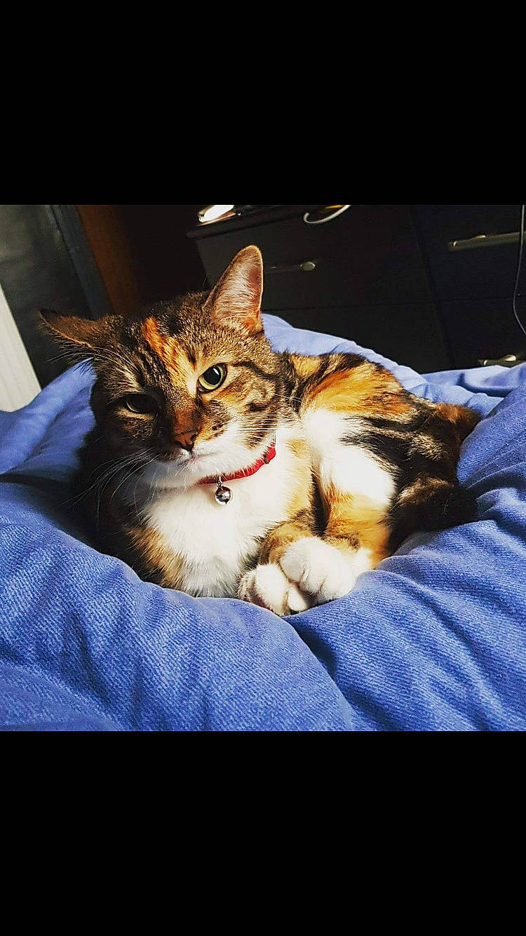 Poppy is registered to the contest to win money with this photo: carnivore, cat, comfort, domestic_short_haired_cat, felidae, fur, small_to_medium_sized_cats, snout, whiskers