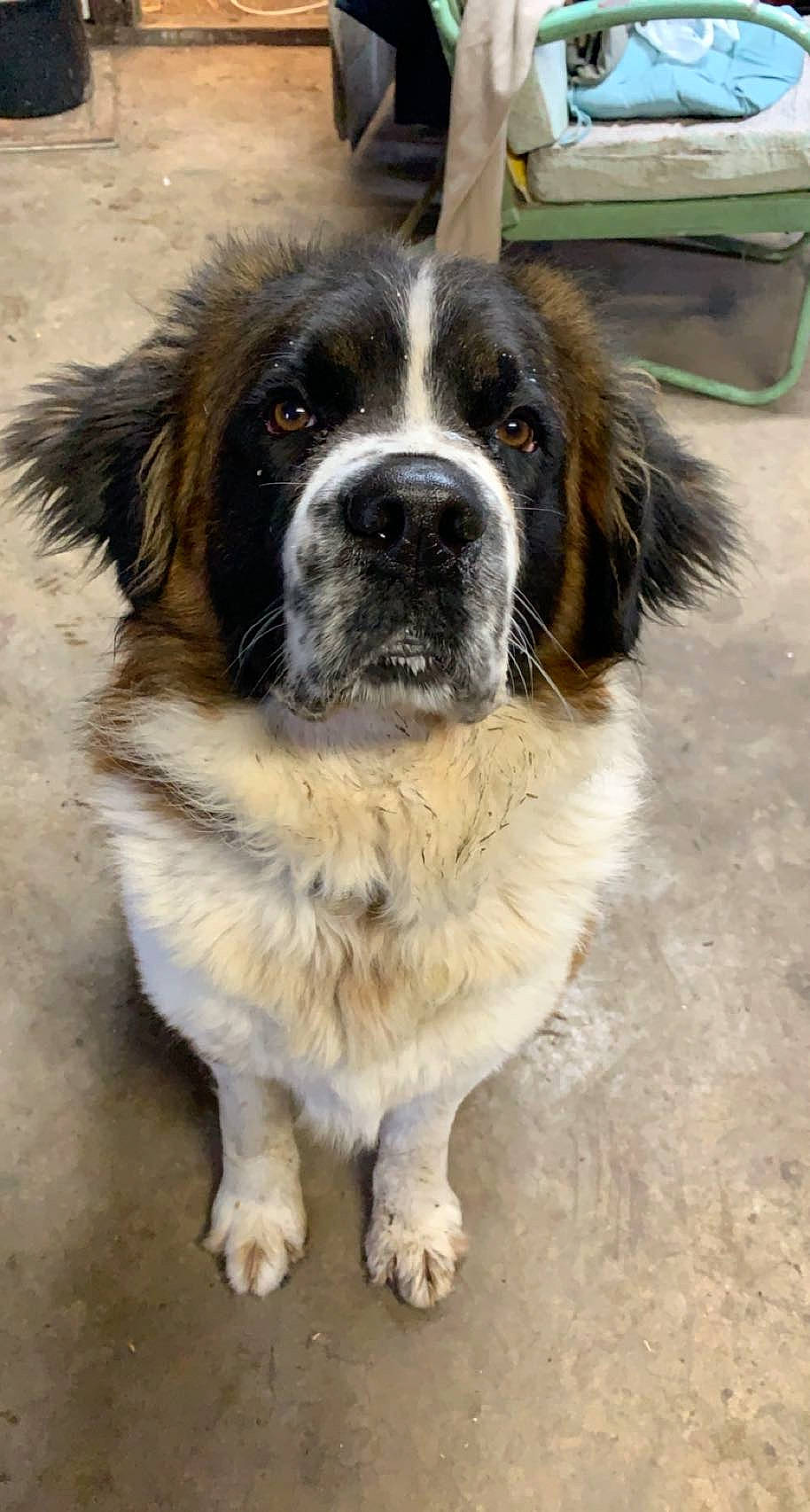 Moose is registered to the contest to win money with this photo: ancient_dog_breeds, canidae, carnivore, companion_dog, dog, dog_breed, fur, gun_dog, snout, sporting_group, whiskers, working_animal, working_dog