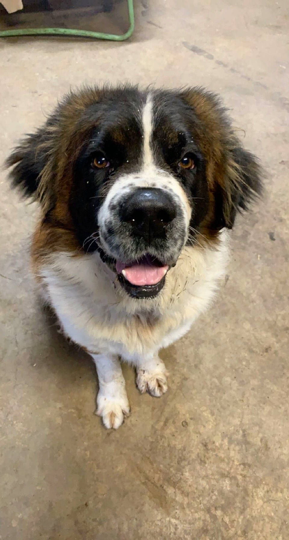 Moose joined the competition — help win amazing prizes! carnivore, companion_dog, dog, dog_breed, herding_dog, snout, sporting_group, terrestrial_animal, whiskers, working_dog