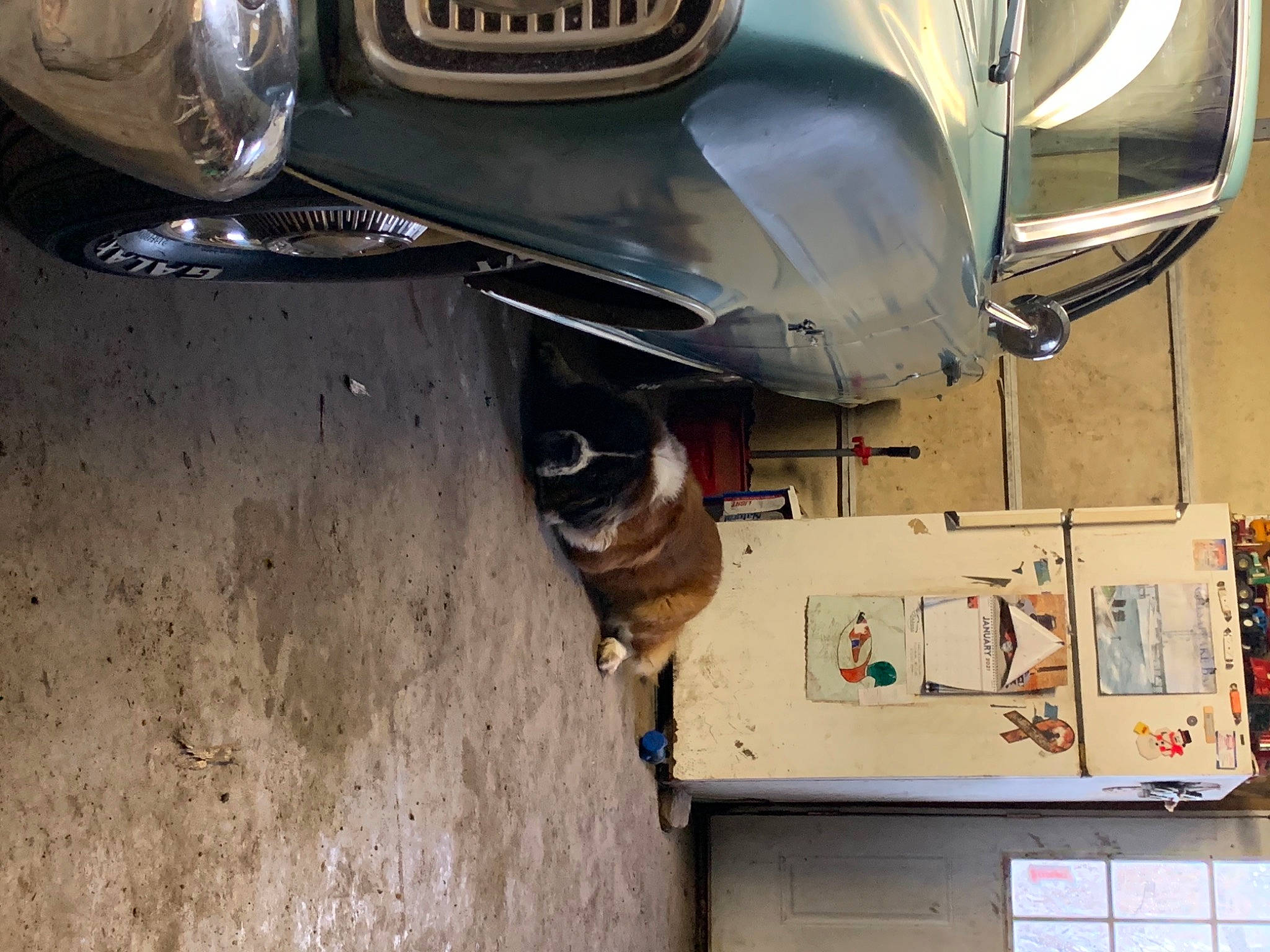 Moose joined the competition — help win amazing prizes! automotive_design, automotive_exterior, automotive_lighting, automotive_parking_light, automotive_tire, bumper, car, classic, fender, gas, grille, headlamp, hood, motor_vehicle, rim, tire, tread, vehicle, vehicle_door, wheel