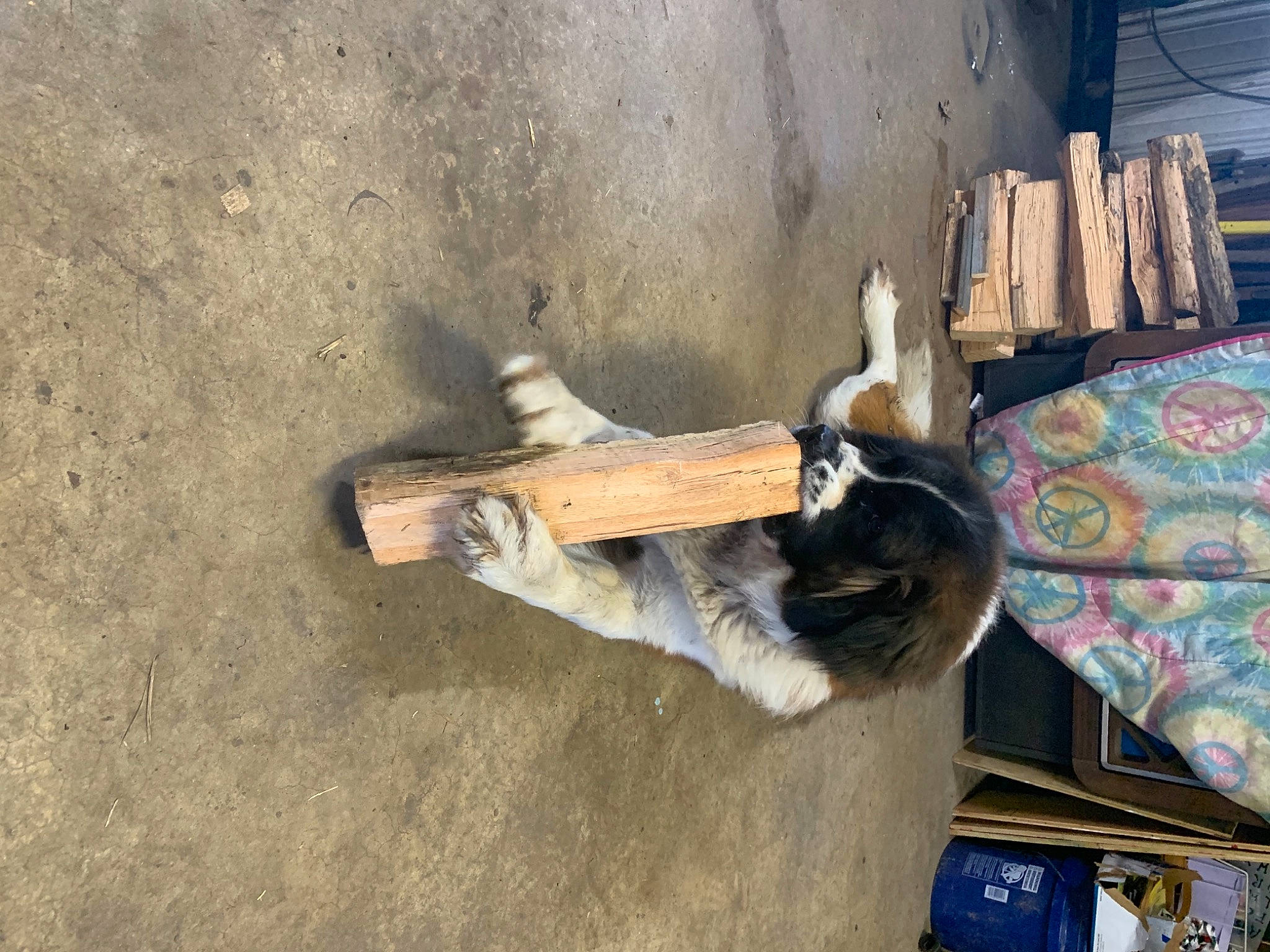 Moose is registered to the contest to win money with this photo: canidae, carnivore, concrete, dog_breed, felidae, fur, hardwood, landscape, shadow, soil, sporting_group, wood