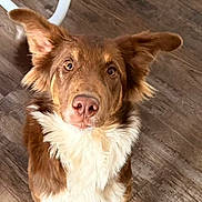 River joined the competition — help win amazing prizes! dog, brown, white, fur, ears, pet, animal, floor, wooden_floor, indoor, looking_up, curious, cute, canine, mammal, domestic_animal, household, waiting, playful, furniture