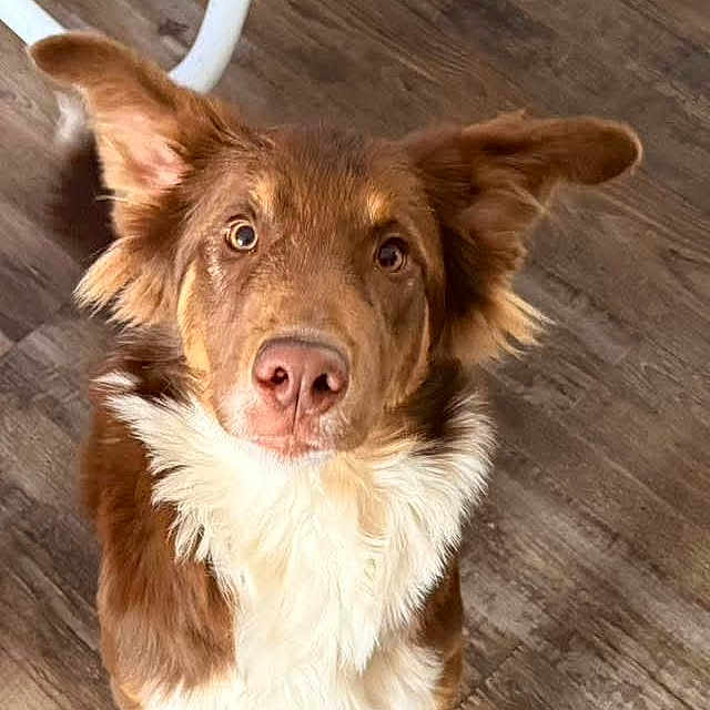 River joined the competition — help win amazing prizes! animal, brown, canine, curious, cute, dog, domestic_animal, ears, floor, fur, furniture, household, indoor, looking_up, mammal, pet, playful, waiting, white, wooden_floor