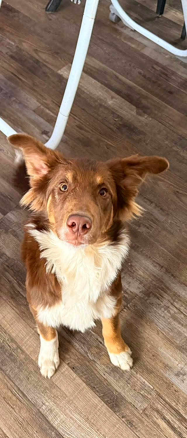 River joined the competition — help win amazing prizes! dog, brown, white, fur, ears, pet, animal, floor, wooden_floor, indoor, looking_up, curious, cute, canine, mammal, domestic_animal, household, waiting, playful, furniture