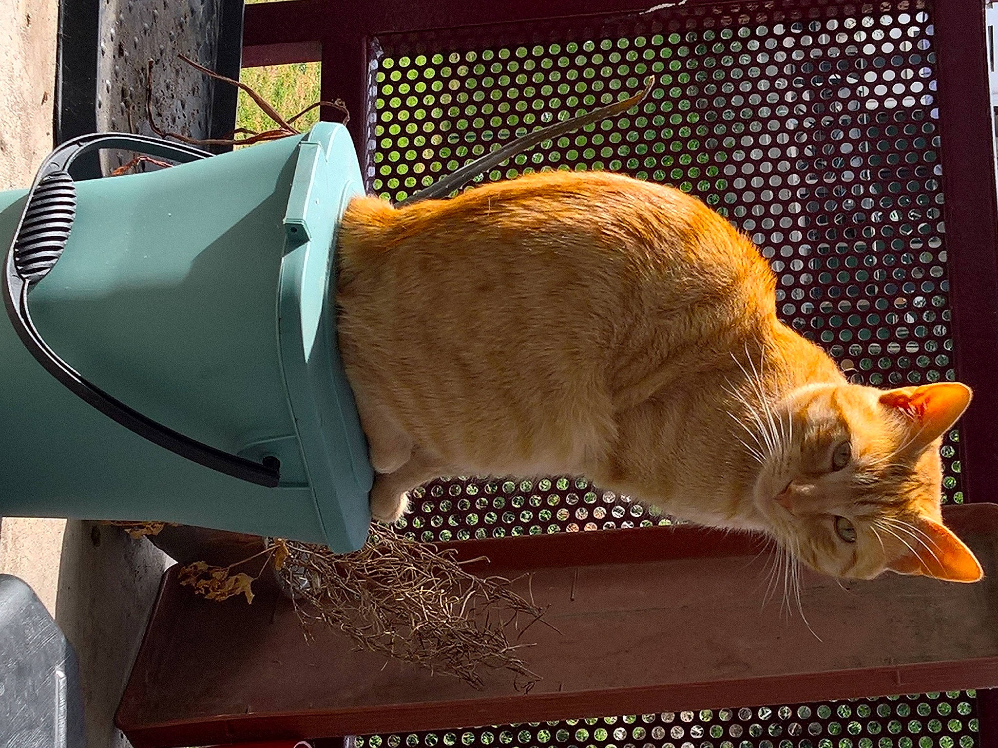 Alphonse a rejoint le concours — aidez-le/la à gagner de superbes lots ! animal_shelter, cage, carnivore, cat, cat_supply, comfort, domestic_short_haired_cat, fawn, felidae, fur, metal, pet_supply, rectangle, room, small_to_medium_sized_cats, tail, whiskers, wildlife, window, wood