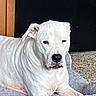 animal, calm, canine, companionship, dog, dog_bed, domestic_animal, ears, floor, furniture, indoor, looking_at_camera, paw, pet_bed, portrait, relaxed, resting, short_hair, snout, white_dog