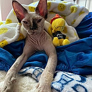 Fiona joined the competition — help win amazing prizes! cat, hairless_cat, sphynx, pet, indoor, blanket, plush_toy, yellow_toy, blue_blanket, white_blanket, smiley_face_blanket, bed, relaxed, stretching, feline, ears, paw, cozy, cute, resting