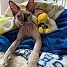cat, hairless_cat, sphynx, pet, indoor, blanket, plush_toy, yellow_toy, blue_blanket, white_blanket, smiley_face_blanket, bed, relaxed, stretching, feline, ears, paw, cozy, cute, resting