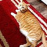 animal, cat, ears, furniture, furry, home, human_feet, indoor, looking_at_camera, lounging, lying_down, orange_cat, patterned_rug, pet, red_rug, relaxed, tail, whiskers, white_paws, wooden_floor