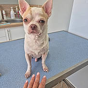 Prada a rejoint le concours — aidez-le/la à gagner de superbes lots ! dog, small_dog, chihuahua, table, hand, manicured_nails, indoor, sink, countertop, bottle, clean, pet, animal, ears, face, looking, waiting, veterinary_clinic, blue_surface, human_interaction