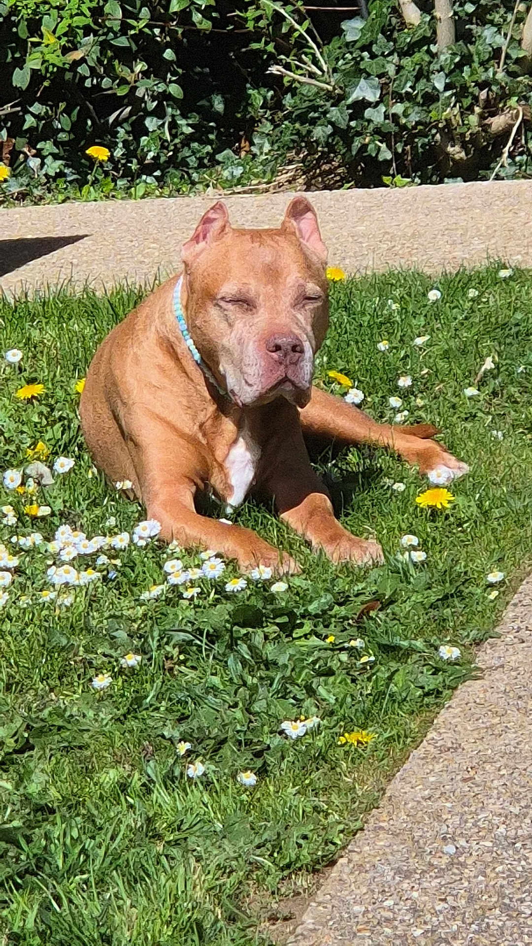 Pacco a rejoint le concours — aidez-le/la à gagner de superbes lots ! dog, outdoor, grass, flower, sunlight, collar, beads, relaxed, pet, nature, greenery, sunny, animal, mammal, daylight, resting, canine, garden, summer, peaceful