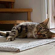 Audi participe au concours pour gagner de l'argent avec cette photo : animal, carpet, cat, curious, cute, domestic_animal, ears, feline, floor, head_tilt, home, indoor, lying_down, mammal, pet, relaxed, tabby, whiskers, wide_eyes, wooden_stairs