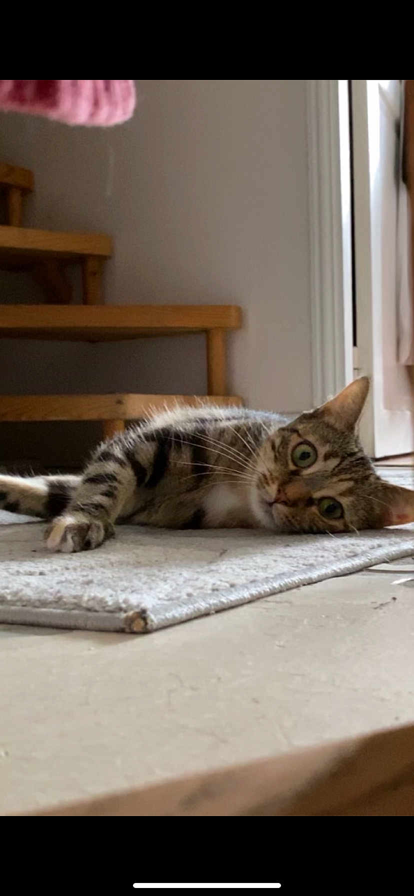 Audi participe au concours pour gagner de l'argent avec cette photo : animal, carpet, cat, curious, cute, domestic_animal, ears, feline, floor, head_tilt, home, indoor, lying_down, mammal, pet, relaxed, tabby, whiskers, wide_eyes, wooden_stairs
