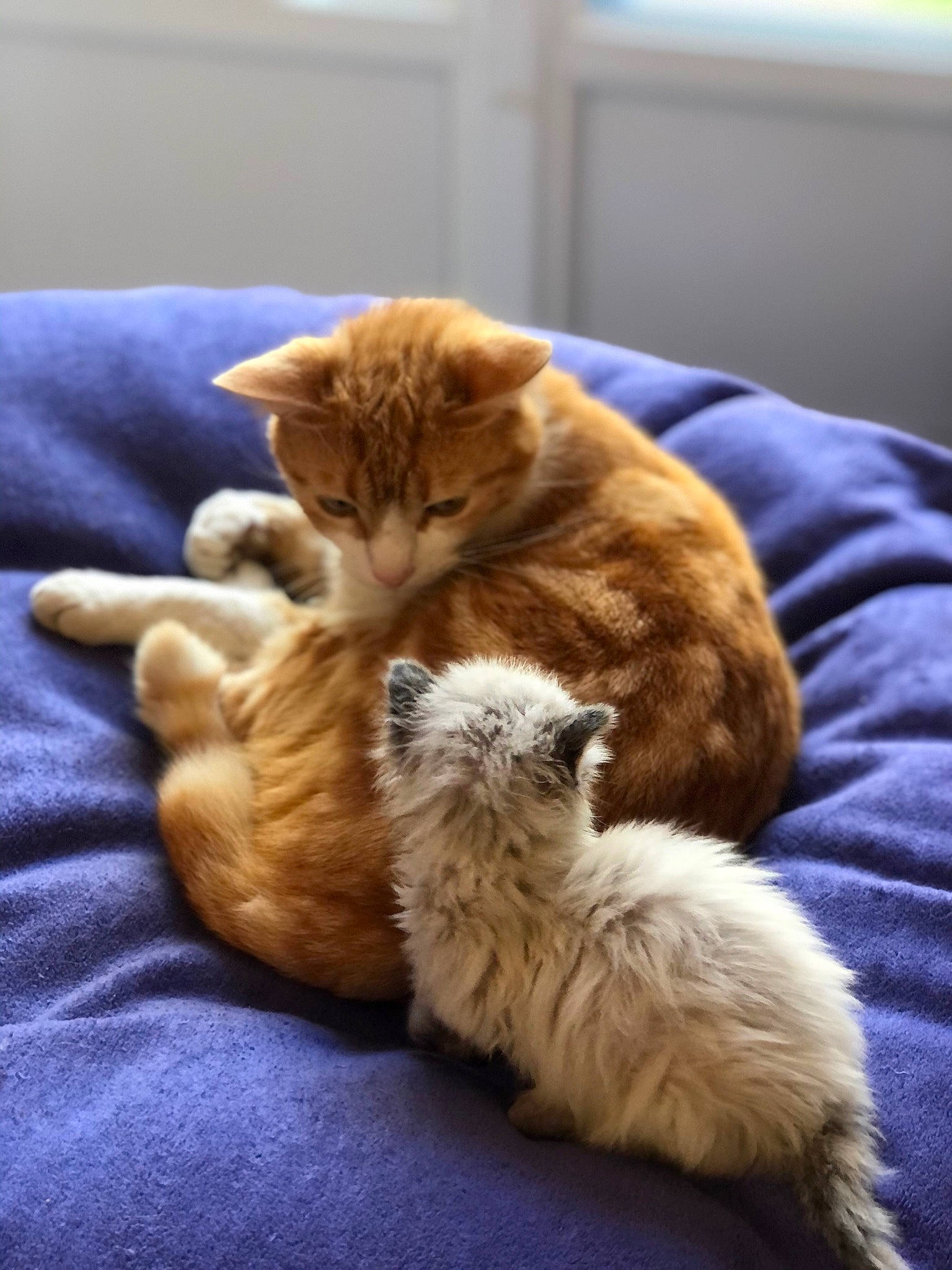 Celeste participe au concours pour gagner de l'argent avec cette photo : canidae, carnivore, cat, claw, comfort, companion_dog, dog_breed, domestic_short_haired_cat, fawn, felidae, fur, nap, paw, sleep, small_to_medium_sized_cats, snout, sporting_group, tail, whiskers, wood