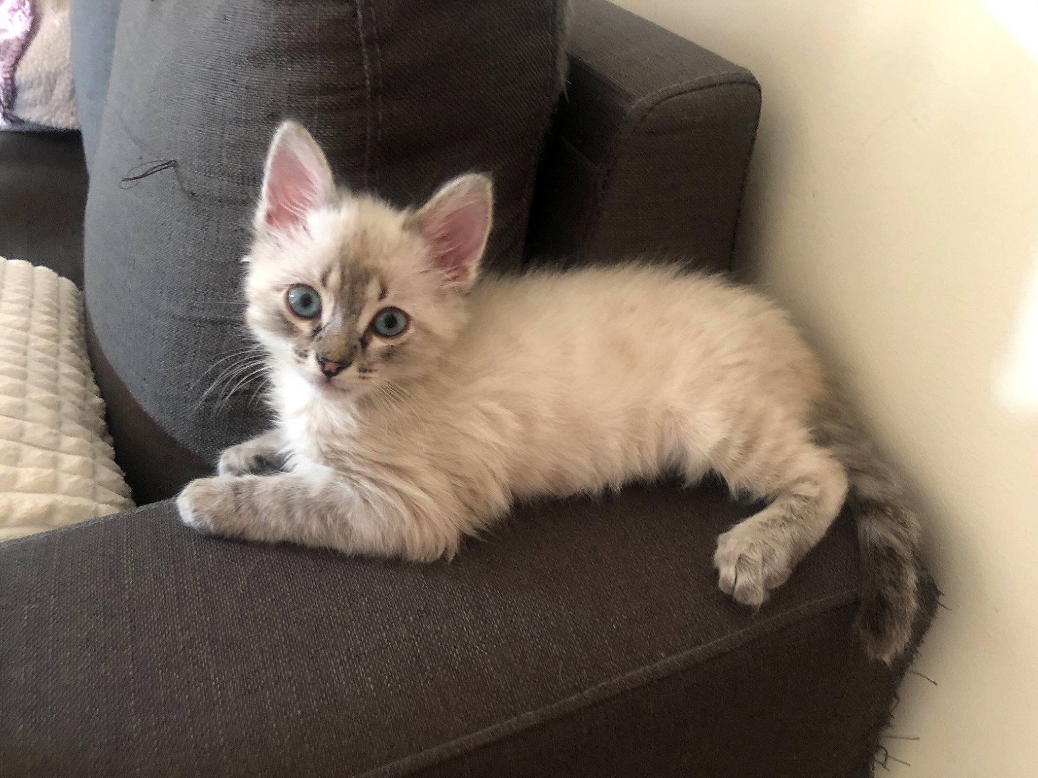 Celeste participe au concours pour gagner de l'argent avec cette photo : carnivore, cat, cat_supply, chair, claw, comfort, couch, domestic_short_haired_cat, fawn, felidae, fur, furniture, grey, hardwood, paw, sitting, small_to_medium_sized_cats, snout, tail, whiskers