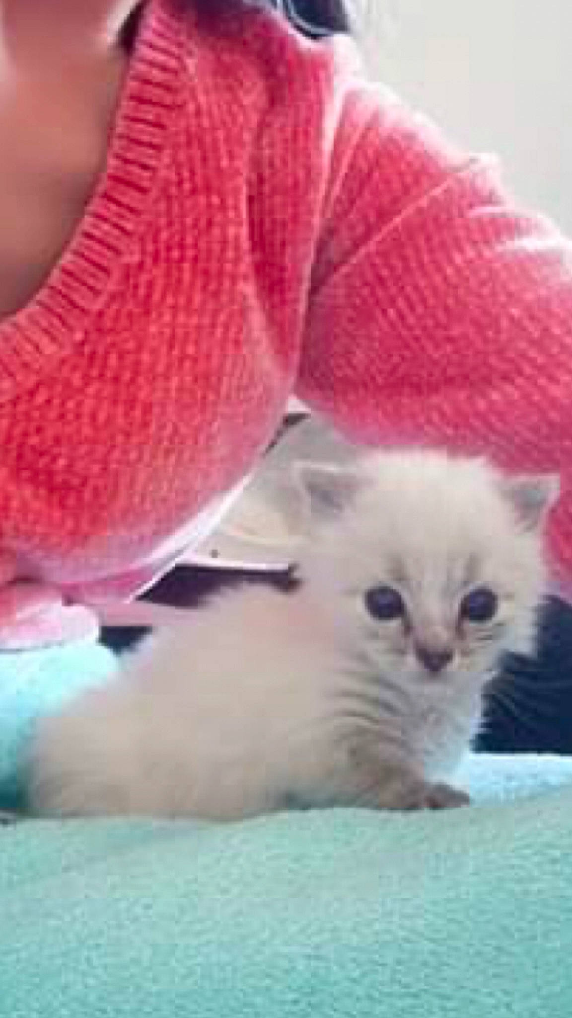 Celeste participe au concours pour gagner de l'argent avec cette photo : carmine, carnivore, cat, close_up, comfort, felidae, fur, magenta, paw, petal, photography, small_to_medium_sized_cats, snout, tail, terrestrial_animal, whiskers