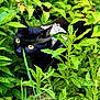 Balotelli participe au concours pour gagner de l'argent avec cette photo : black_cat, cat, yellow_eyes, green_leaves, foliage, plants, outdoor, nature, stealth, animal, pet, close_up, garden, wildlife, curious, mammal, carnivore, camouflage, grass, daylight