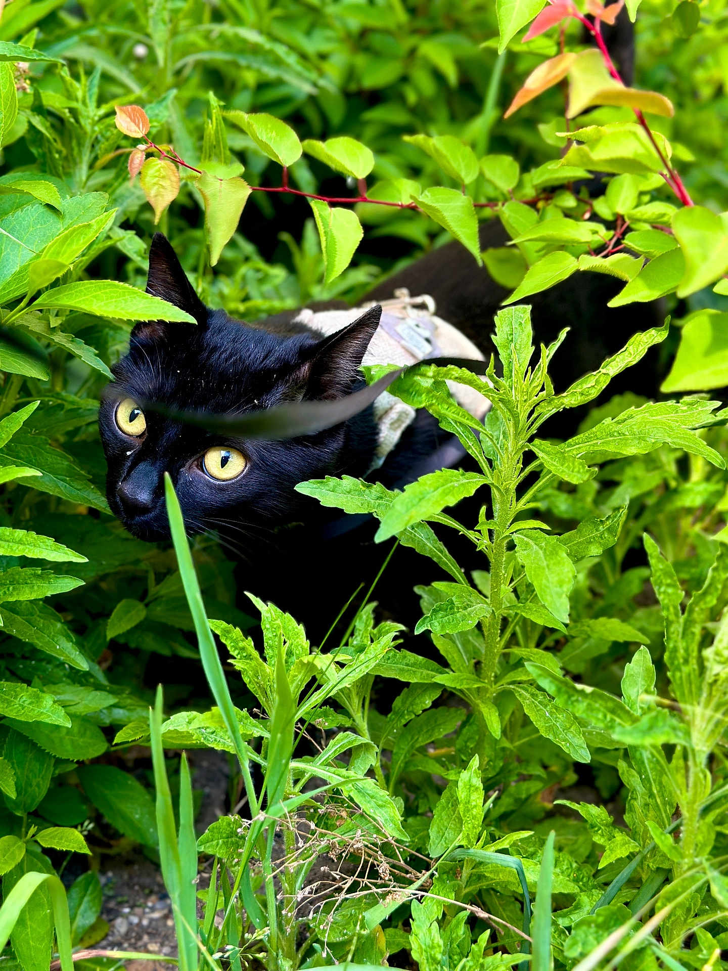 Balotelli participe au concours pour gagner de l'argent avec cette photo : black_cat, cat, yellow_eyes, green_leaves, foliage, plants, outdoor, nature, stealth, animal, pet, close_up, garden, wildlife, curious, mammal, carnivore, camouflage, grass, daylight