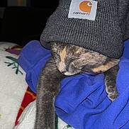 Willow joined the competition — help win amazing prizes! cat, sleeping, beanie, gray, carhartt, blue_blanket, fleece, holiday_pattern, cozy, resting, fur, paw, indoor, cute, pet, animal, soft_texture, warm, relaxed, sleep