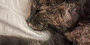 Willow is registered to the contest to win money with this photo: cat, sleeping, close_up, fur, paw, relaxation, pet, domestic_animal, feline, whiskers, bed, blanket, soft, cozy, indoor, resting, animal, cute, nap, peaceful
