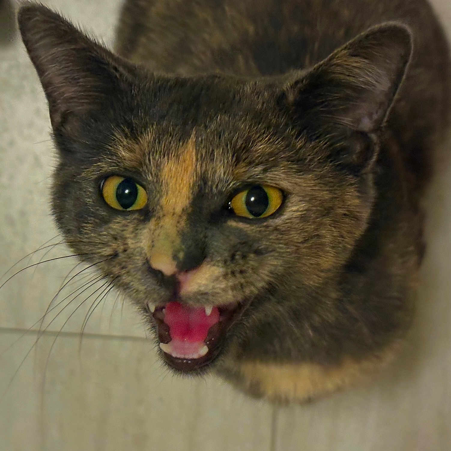 Willow joined the competition — help win amazing prizes! animal, cat, close_up, curious, cute, domestic_cat, expressive, feline, fur, indoor, looking_up, mammal, mouth_open, pet, small, teeth, tile_floor, tortoiseshell, whiskers, yellow_eyes