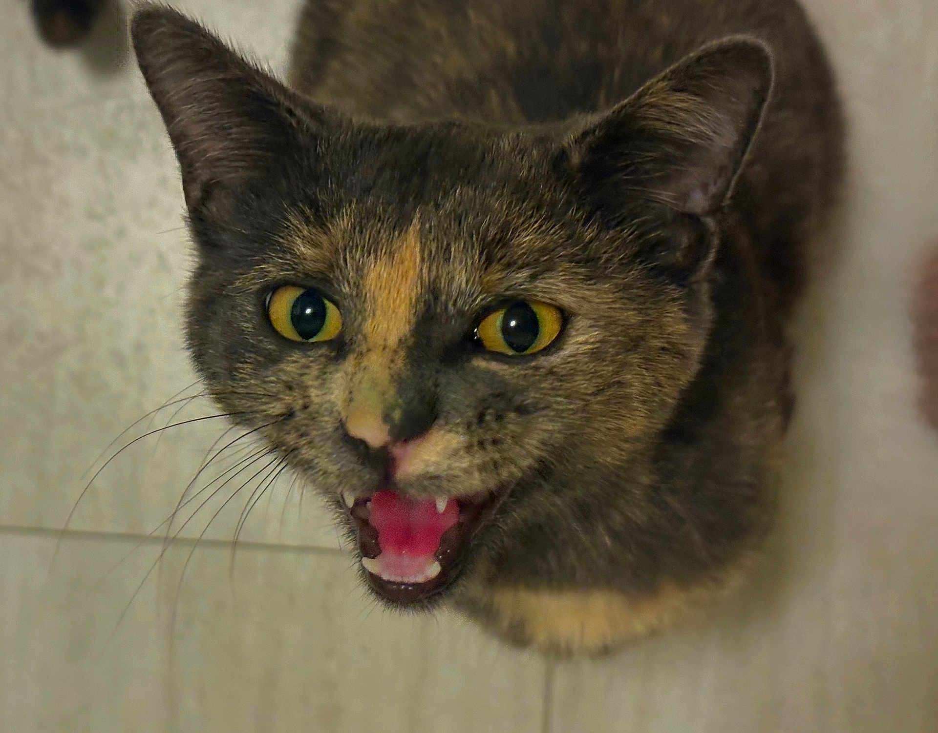 Willow joined the competition — help win amazing prizes! cat, tortoiseshell, close_up, animal, pet, yellow_eyes, whiskers, mouth_open, teeth, fur, indoor, tile_floor, cute, curious, feline, looking_up, domestic_cat, expressive, small, mammal