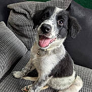 Luna is registered to the contest to win money with this photo: puppy, dog, black_and_white, sitting, couch, indoor, pet, happy, tongue_out, collar, fur, cute, smiling, young, domestic_animal, looking_up, friendly, cozy, texture, closeup