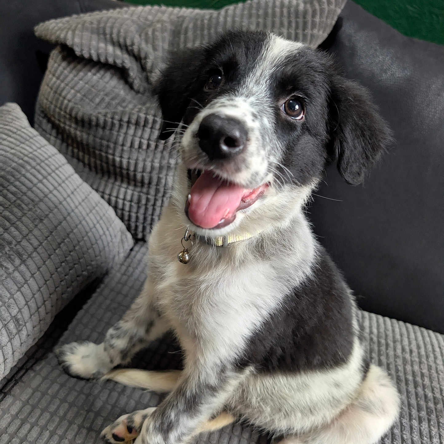 Luna is registered to the contest to win money with this photo: black_and_white, closeup, collar, couch, cozy, cute, dog, domestic_animal, friendly, fur, happy, indoor, looking_up, pet, puppy, sitting, smiling, texture, tongue_out, young