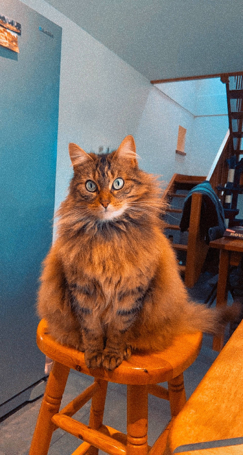 Oxa a rejoint le concours — aidez-le/la à gagner de superbes lots ! art, box, carnivore, cat, chair, domestic_short_haired_cat, fawn, felidae, flooring, fur, hardwood, small_to_medium_sized_cats, snout, tail, terrestrial_animal, varnish, whiskers, window, wood, wood_stain