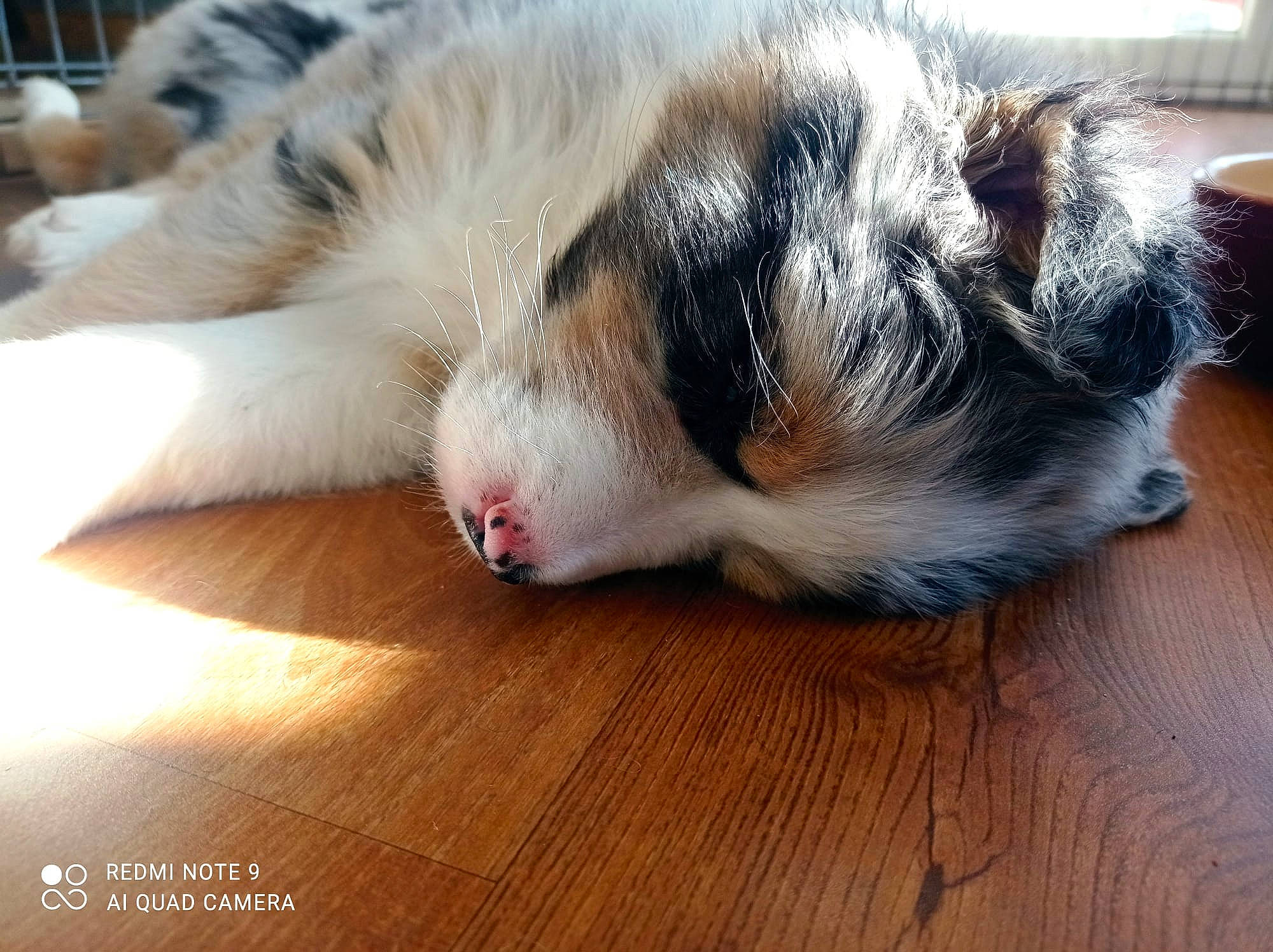 Una participe au concours pour gagner de l'argent avec cette photo : carnivore, cat, comfort, domestic_short_haired_cat, felidae, flooring, fur, hardwood, nap, paw, plank, small_to_medium_sized_cats, terrestrial_animal, varnish, whiskers, wood, wood_flooring, wood_stain