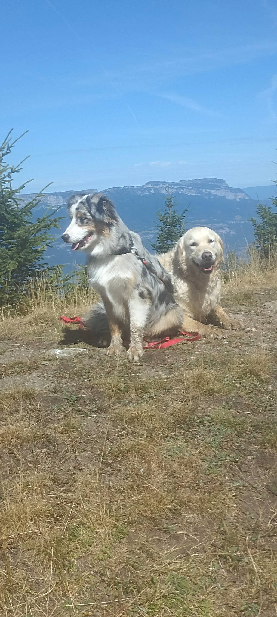 Una participe au concours pour gagner de l'argent avec cette photo : canidae, carnivore, companion_dog, dog, dog_breed, grass, landscape, mountain, mountain_range, plant, sky, soil, sporting_group, tree, working_animal, working_dog