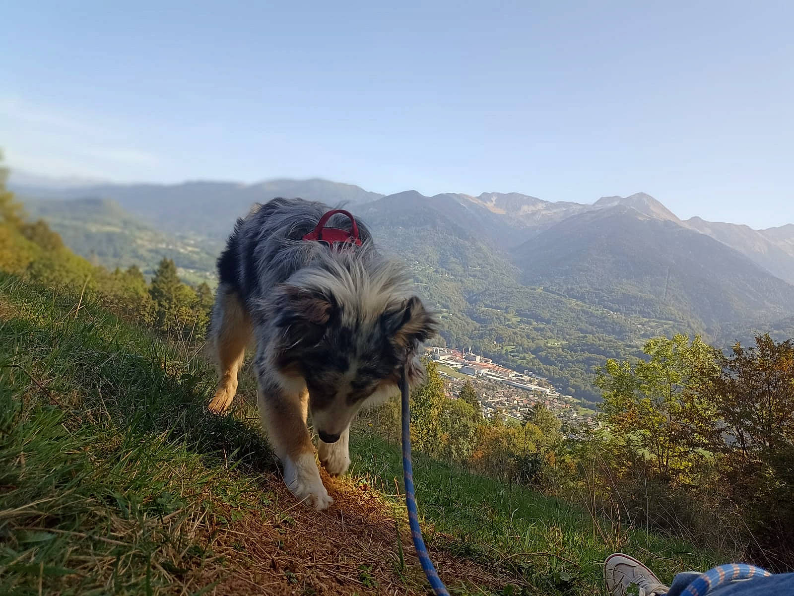 Una participe au concours pour gagner de l'argent avec cette photo : adventure, canidae, carnivore, companion_dog, dog, dog_breed, grass, grassland, hill, landscape, mountain, mountain_range, mountainous_landforms, plant, ratite, recreation, sky, sporting_group, tree, working_animal