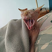 Loki participe au concours pour gagner de l'argent avec cette photo : sphynx_cat, hairless_cat, cat, yawning, blanket, bed, pillow, indoor, lamp, feline, pet, cozy, furless, teeth, tongue, closeup, resting, animal, home, sleepy