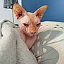 Loki a rejoint le concours — aidez-le/la à gagner de superbes lots ! sphynx_cat, cat, hairless_cat, blanket, pillow, indoor, pet, feline, resting, close_up, furless, ears, wrinkles, lamp, blue_wall, bed, cozy, animal, portrait, domestic_cat